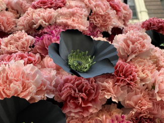 A close up of the black poppy flower in the Hope Stems display